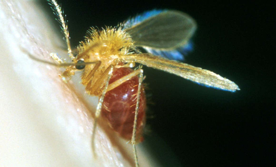 Leishmaniasis Vector