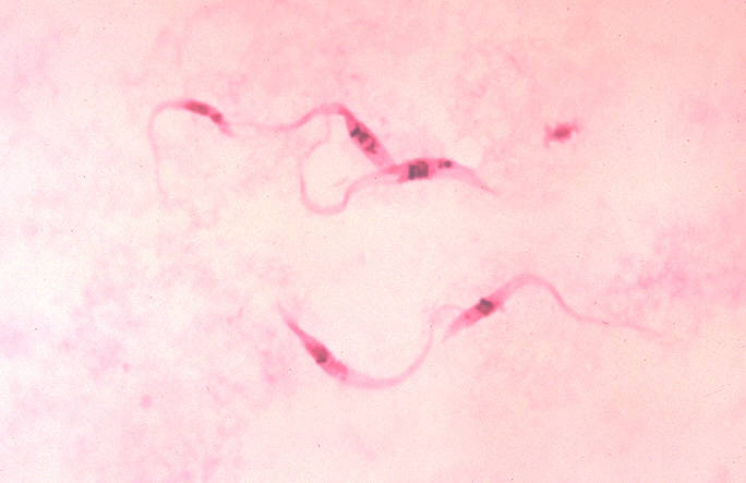 Leishmania Parasite